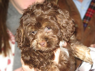 A Buff-coloured
      Male  Cockapoo