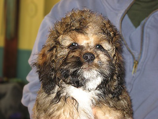 A Sable & Tan Parti-coloured
   Female  Cockapoo