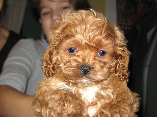 An Apricot-coloured
Male  Cockapoo