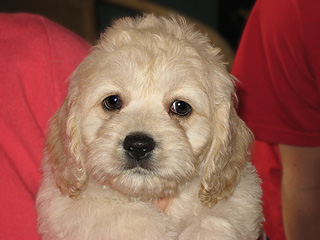  A Buff-coloured
Male  Cockapoo