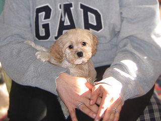  A Buff-coloured
Male  Cockapoo