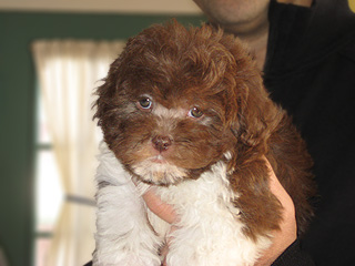 A Chocolate & White Parti-coloured
   Female  Cockapoo