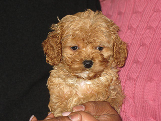 An Apricot-coloured
 Male  Cockapoo