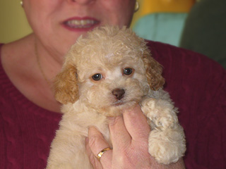   A Buff-coloured
Female  Cockapoo