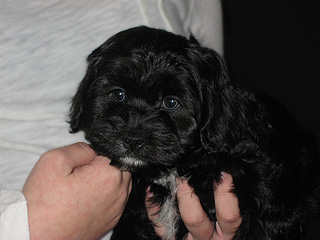   A Black-coloured
Male  Cockapoo
