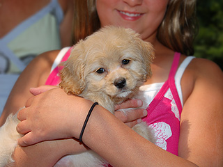   A Buff-coloured
Female  Cockapoo
