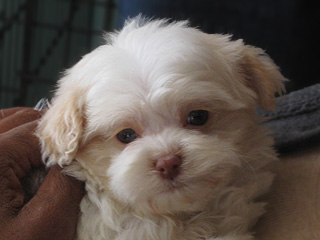 A Buff & White Parti-coloured
  Male  Cockapoo