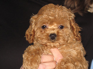 An Apricot-coloured
Female  Cockapoo