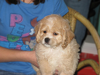  A Buff-coloured
Male  Cockapoo