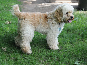     "Medley"... a
Buff-coloured  Male  Cockapoo