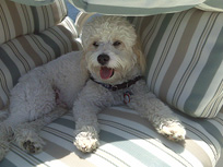 Emmitt... Cockapoo at Sea!