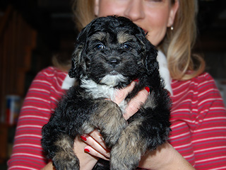A Black & Silver-Sable -coloured
  Female  Cockapoo