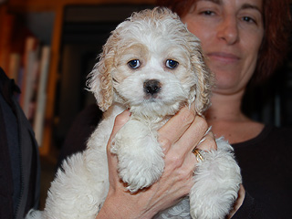 A Buff & White Parti-coloured
    Female  Cockapoo