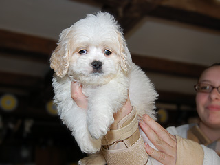 A Buff & White Parti-coloured
   Male  Cockapoo