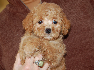   An Apricot-coloured
Male  Cockapoo