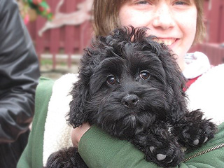 A Black-coloured
 Male  Cockapoo