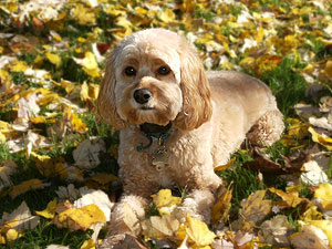     "Reggie"... a
Buff-coloured  Male  Cockapoo