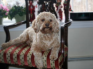       "Tucker"... an
Apricot-coloured  Male  Cockapoo