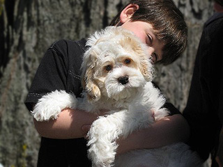 A Red & White Parti-coloured
  Male  Cockapoo