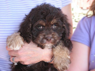 A Chocolate & Tan-coloured
 Female  Cockapoo