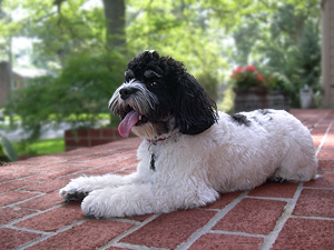 "Gracie Mae", a Black & White Parti
  Female  Cockapoo