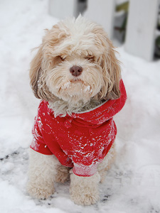 "Boo", a Sable & White Parti
   Female  Cockapoo