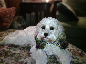 "Jackson", a Sable & White Parti
    Male  Cockapoo
