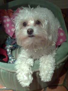     "Tiger"... a
Buff & White Parti-coloured
  Female  Cockapoo