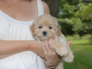    A Buff-coloured
Female  Cockapoo