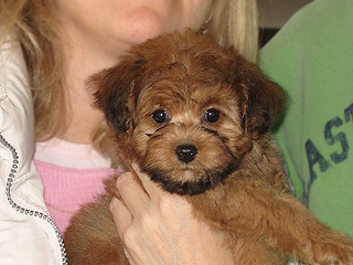 A Red Sable-coloured
Female  Cockapoo