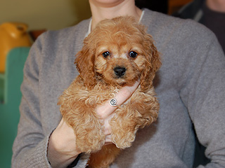   An Apricot-coloured
Female  Cockapoo