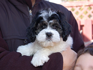 A Black & White Tri Parti-coloured
   Male  Cockapoo
