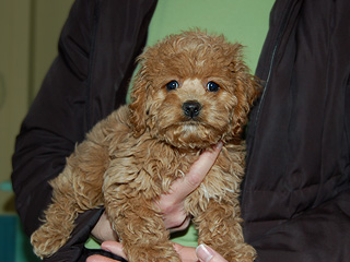  An Apricot-coloured
Male  Cockapoo