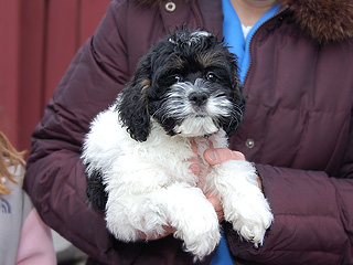 A Black & White Tri Parti-coloured
   Male  Cockapoo