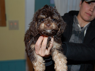 A Chocolate & Tan-coloured
 Male  Cockapoo