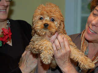    An Apricot-coloured
Female  Cockapoo