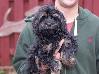 A Black & Tan (Phantom)-coloured
  Female  Cockapoo