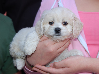     A Buff-coloured
Female  Cockapoo