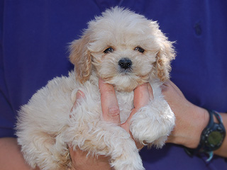     A Buff-coloured
Female  Cockapoo