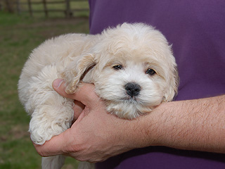    A Buff-coloured
Male  Cockapoo