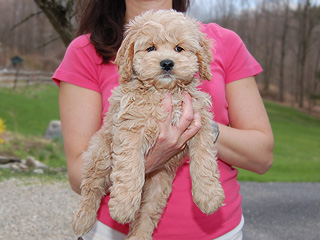    A Buff-coloured
Male  Cockapoo