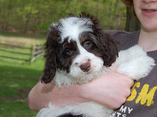 A Chocolate & White Parti-coloured
   Male  Cockapoo