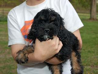 A Black & Tan (Phantom)-coloured
  Male  Cockapoo