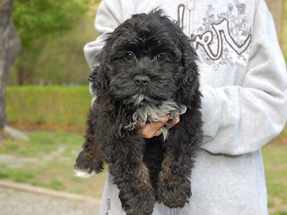 A Black & Tan (Phantom)-coloured
  Male  Cockapoo