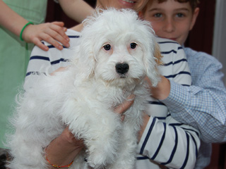 A White~Buff-coloured
 Male  Cockapoo