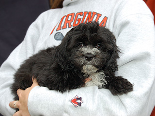 A Black with White Mkgs.-coloured
   Male  Cockapoo