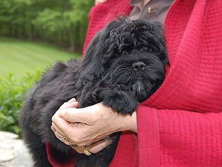    A Black-coloured
Female  Cockapoo