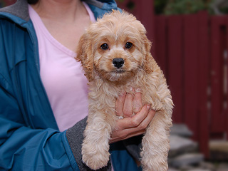      A Buff-coloured
Female  Cockapoo