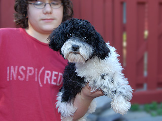 A Black & White Parti-coloured
  Female  Cockapoo