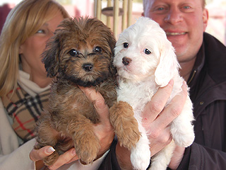   Two  Female  Cockapoos:
One White (left) and One Sable (right)